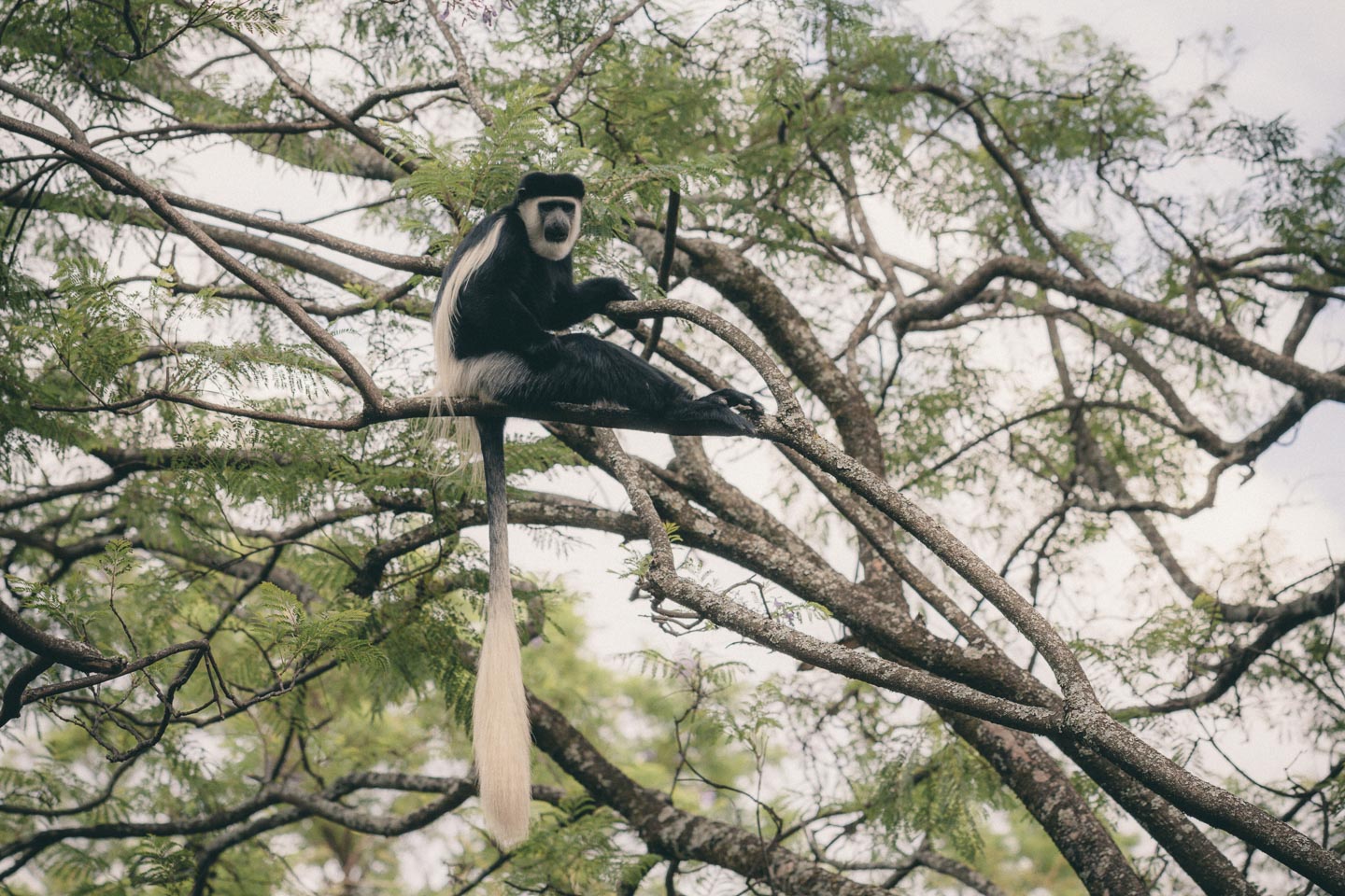 En Colobus monkey  🐒