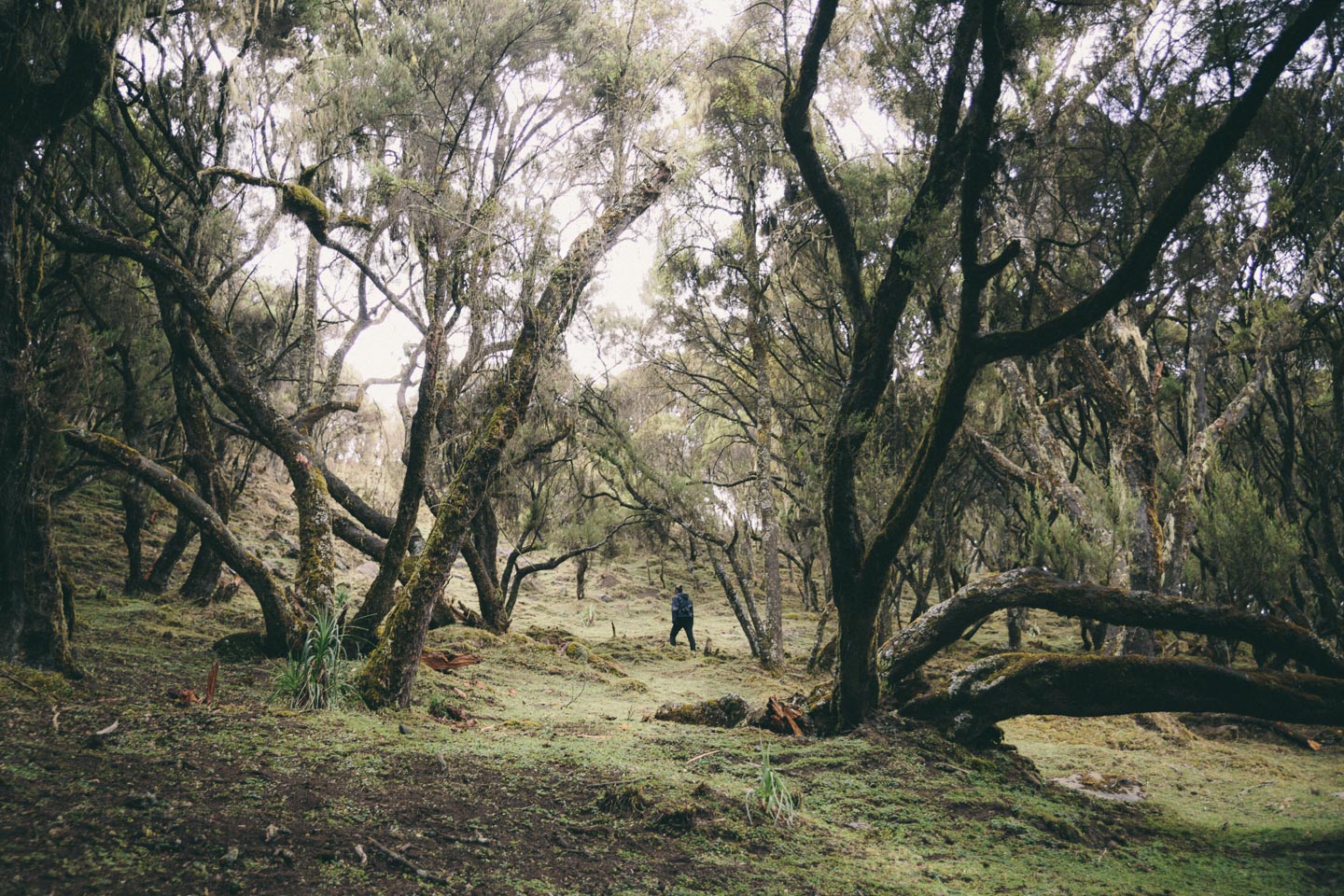 Wild forest 🌳