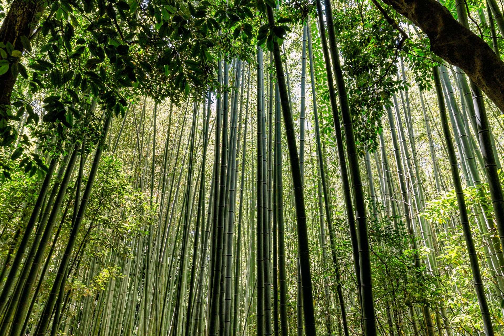 Bambusskov i Kyoto.